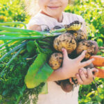 organic homemade vegetables harvest carrots and beets. nature.